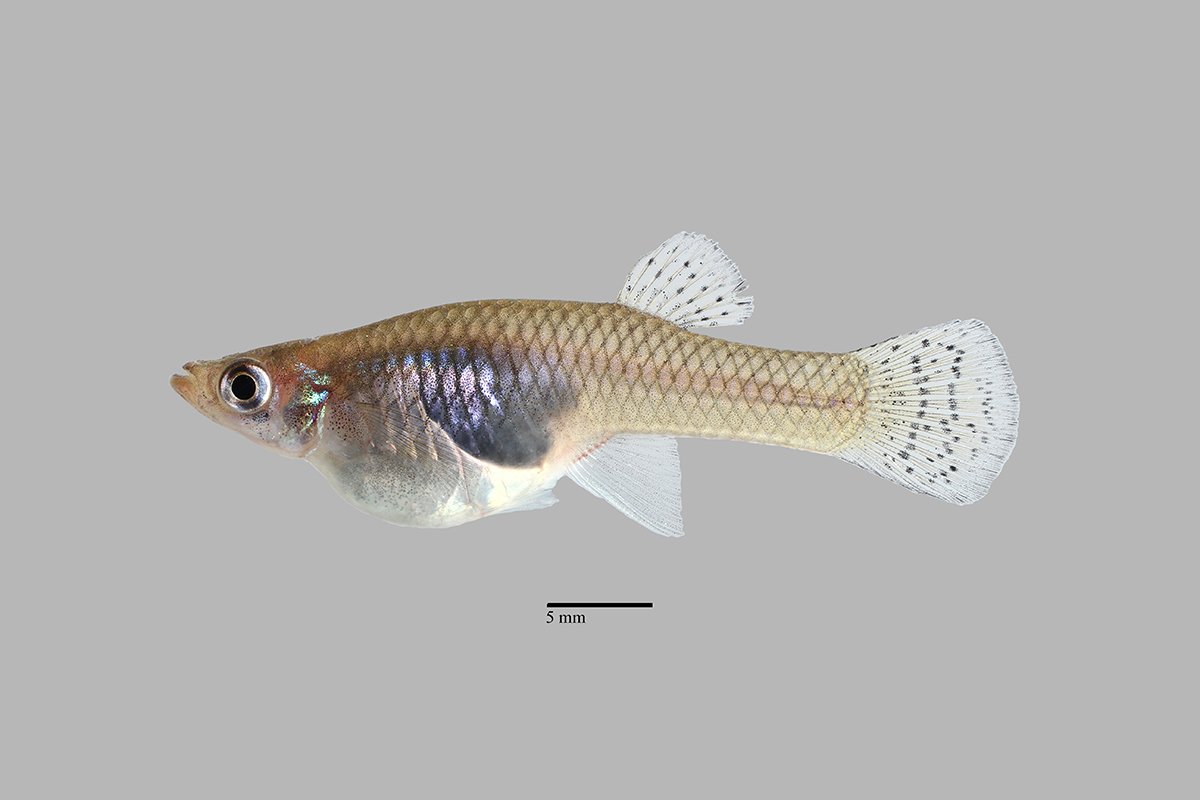 Cypress Minnow – Discover Fishes