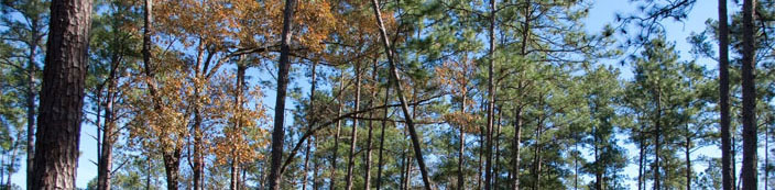 pine tree canopy at NATL