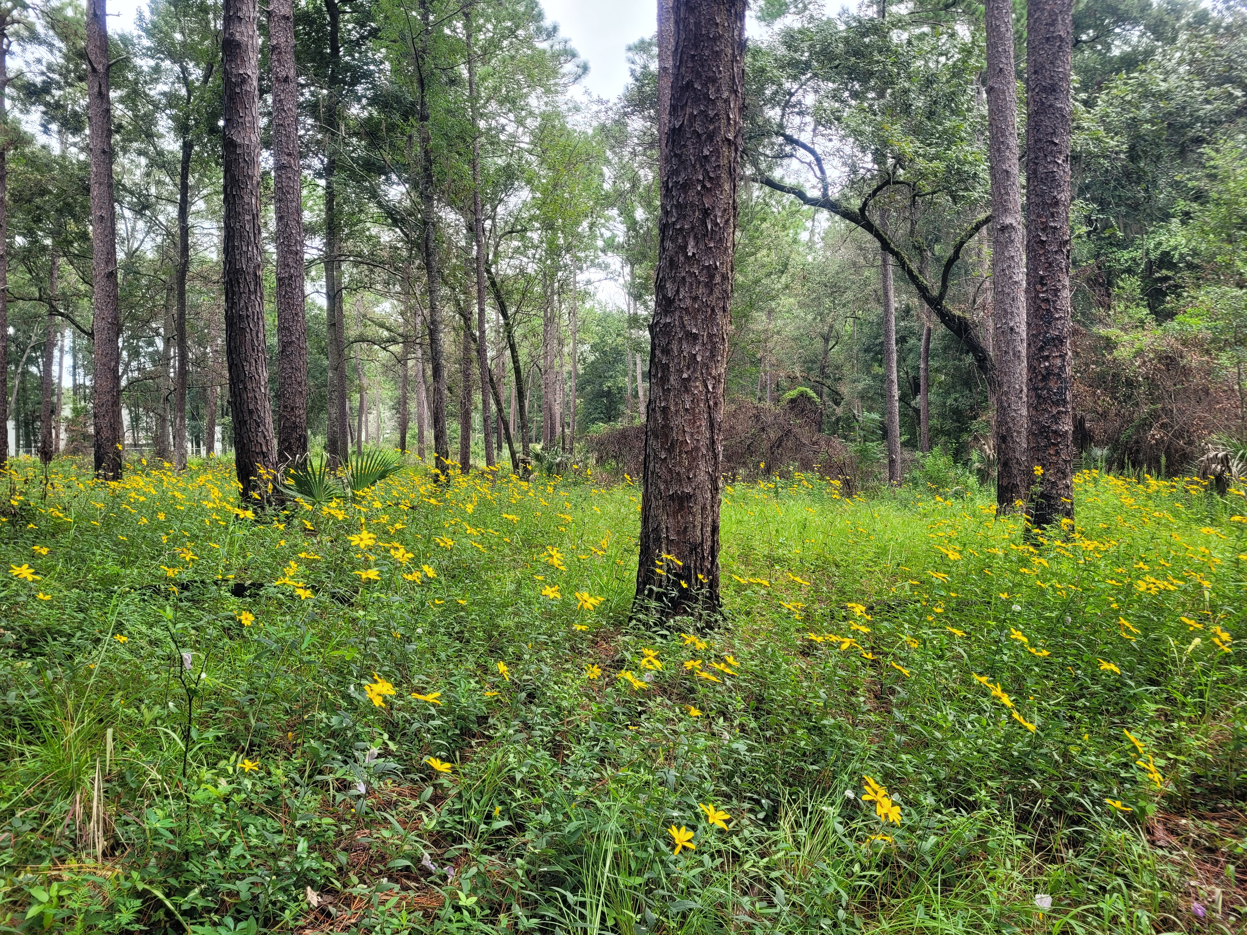 Upland pine plant community in NATL with blooming Helianthus hirsutus flowers