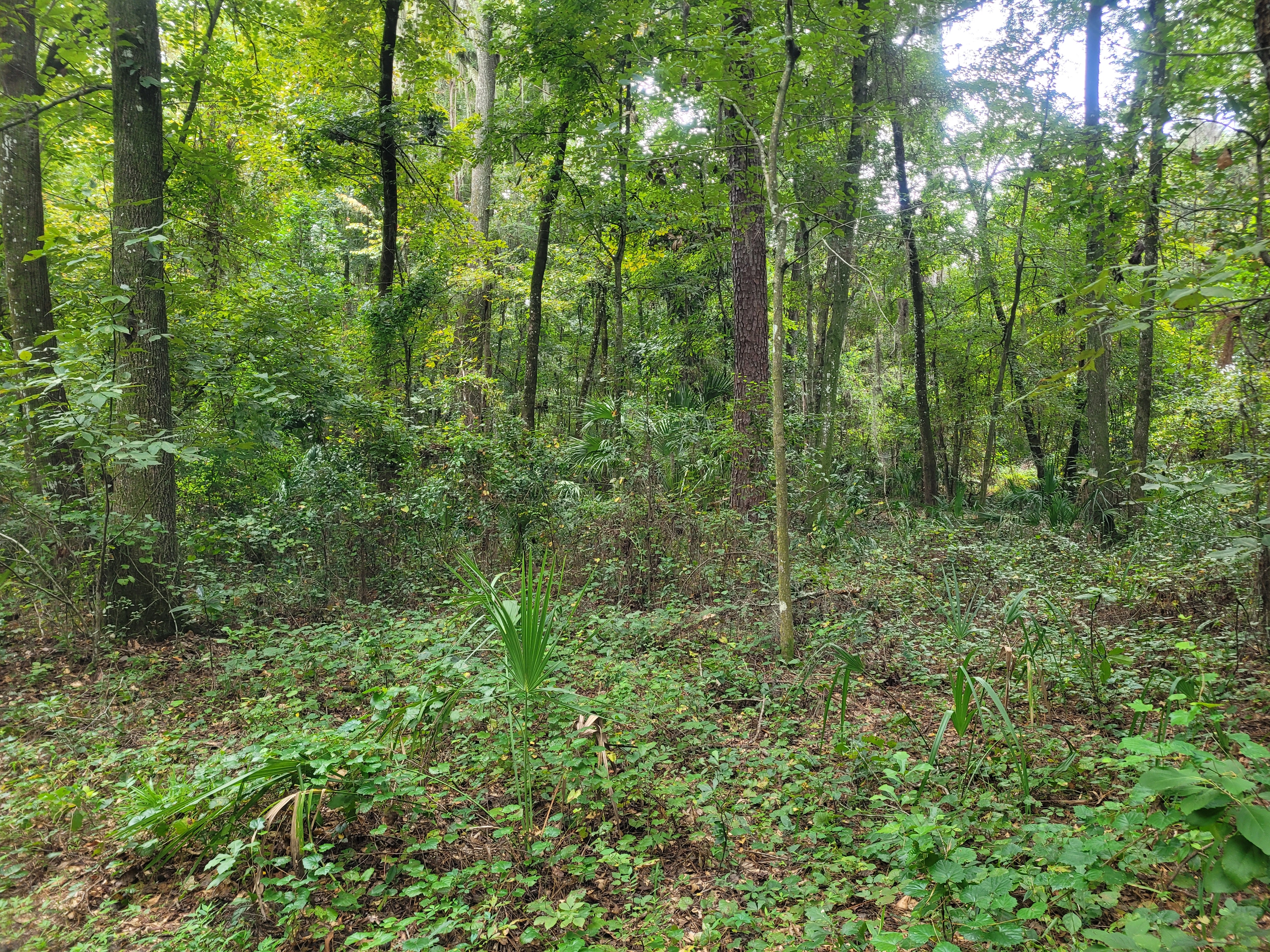 Upland Hardwood Forest