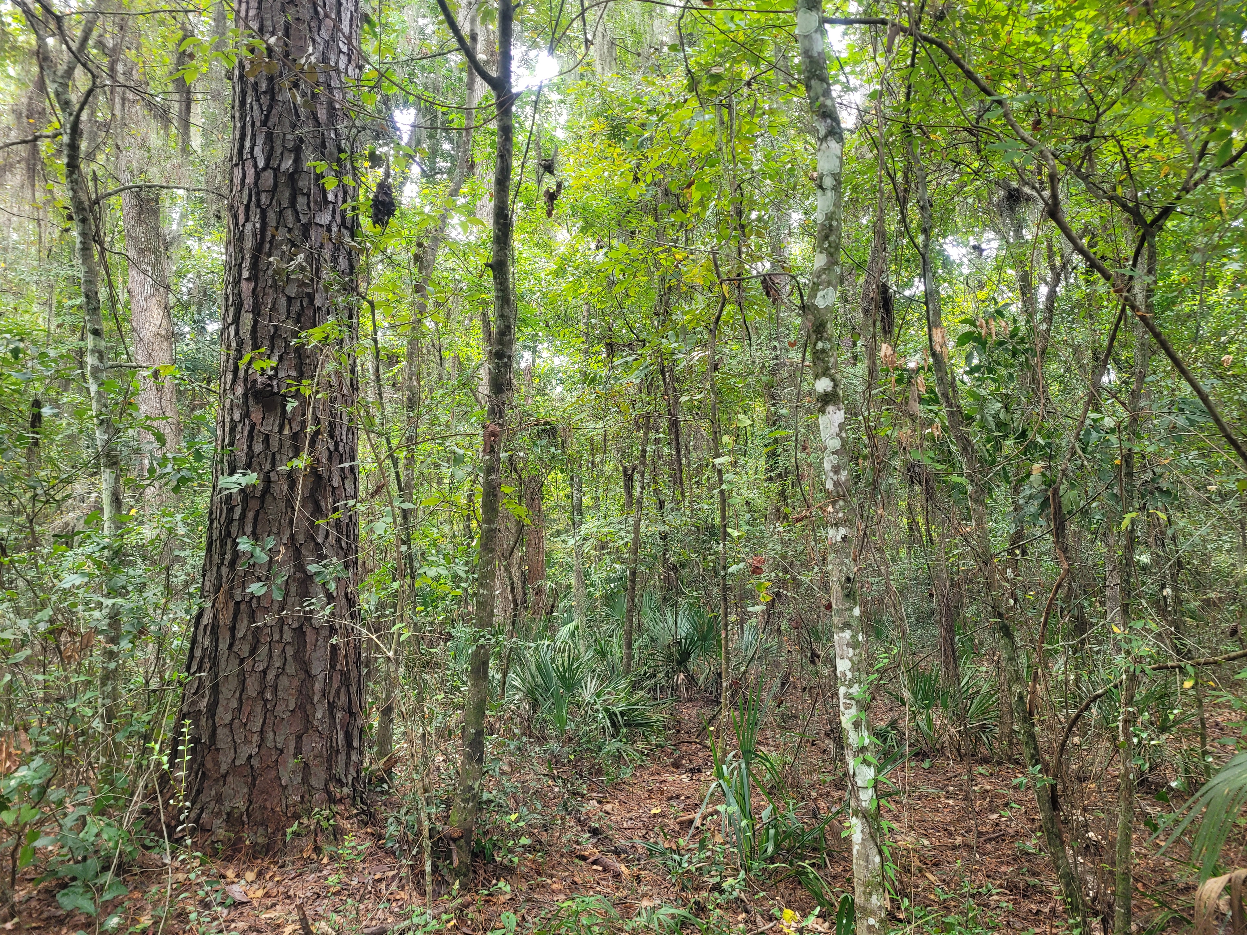 Upland Hardwood Forest