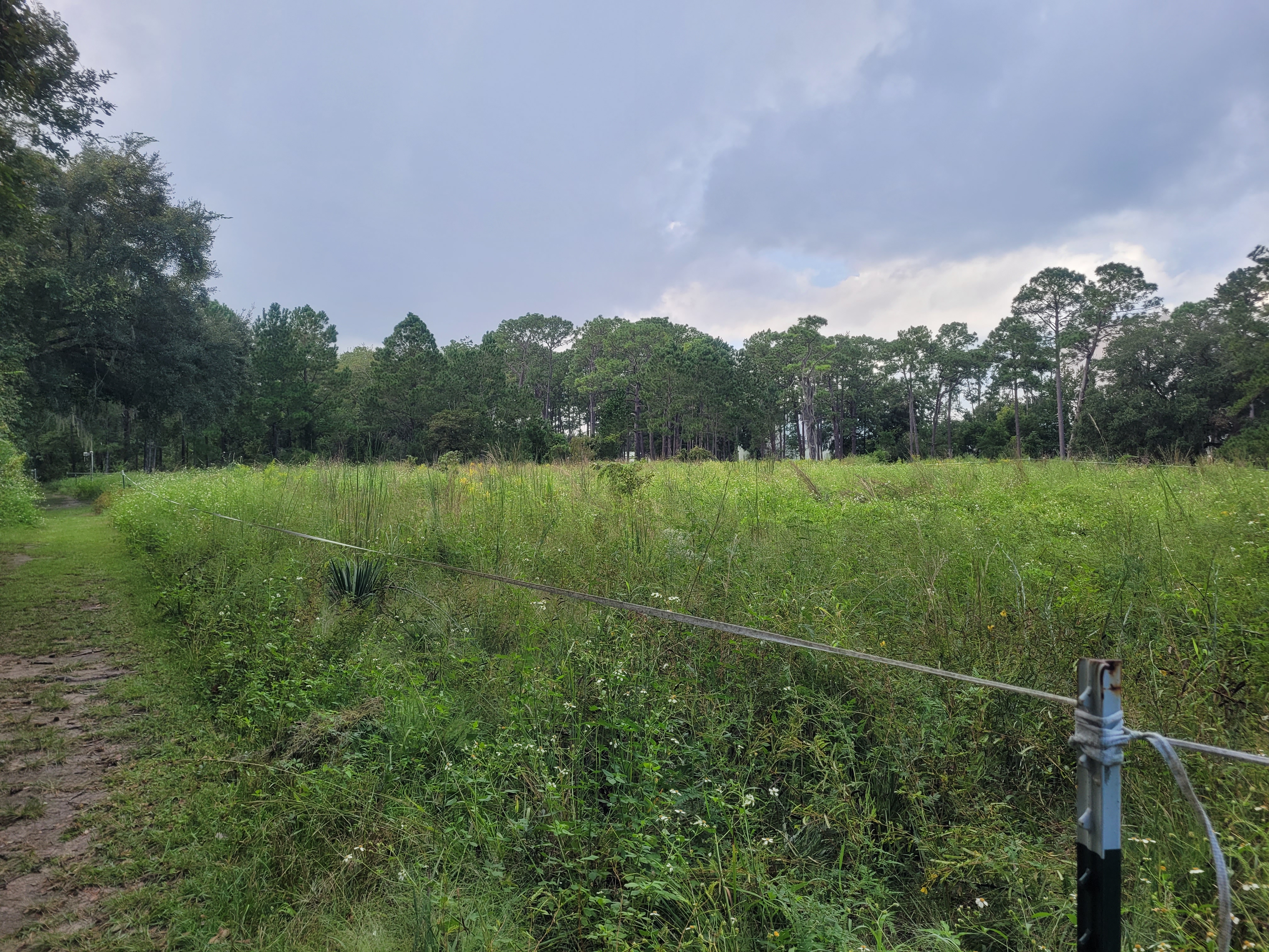 Old field 1 year plot on an overcast day in fall