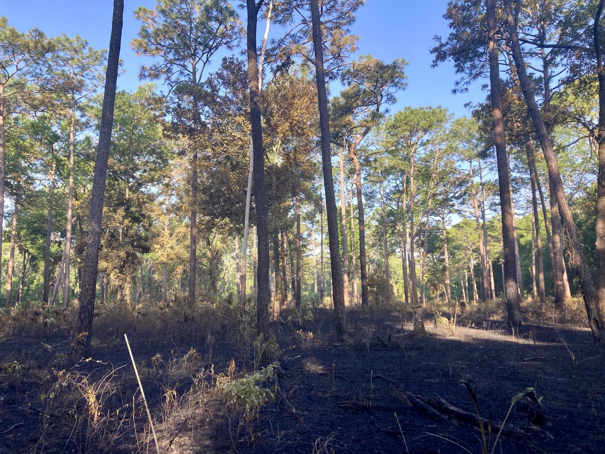 Upland pineland post burn