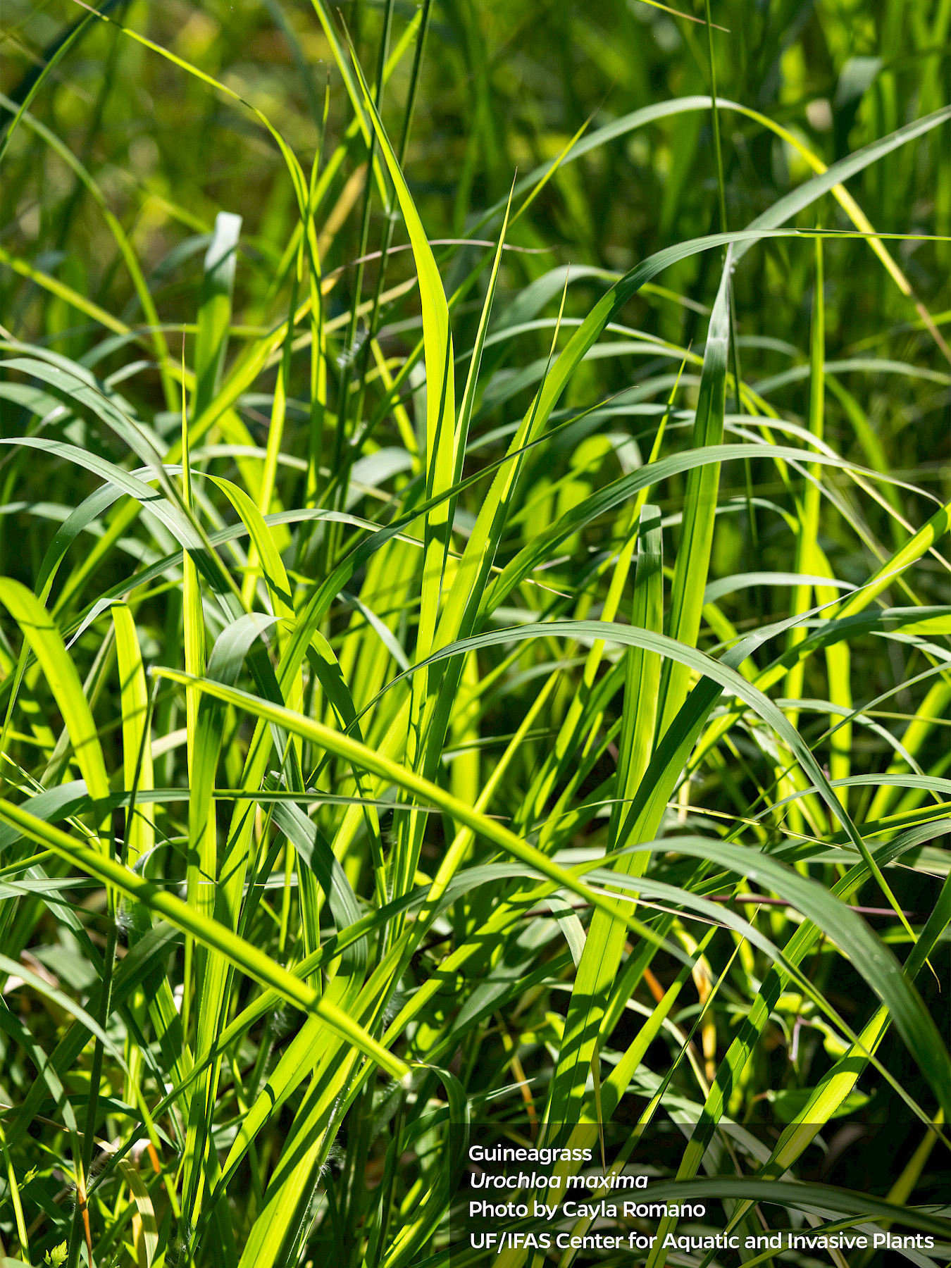 A patch of invasive Guinea Grass