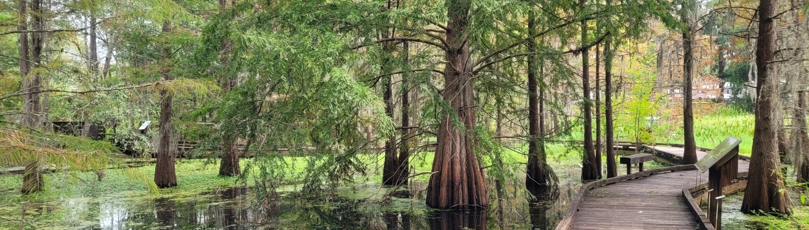 a boardwalk running through a cypress swamp