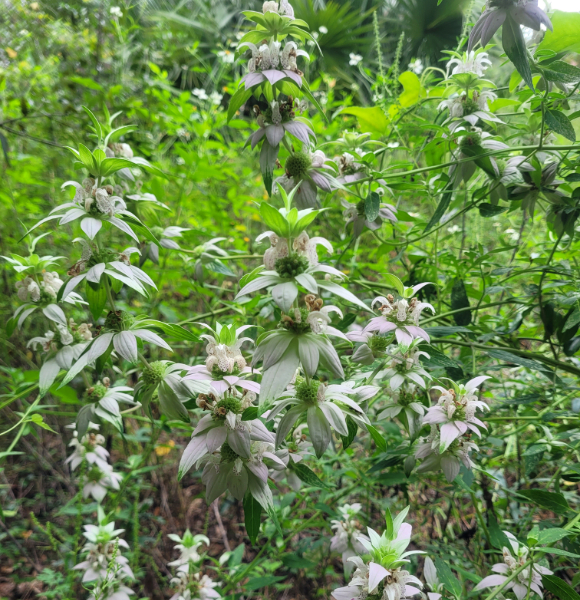 Bee balm