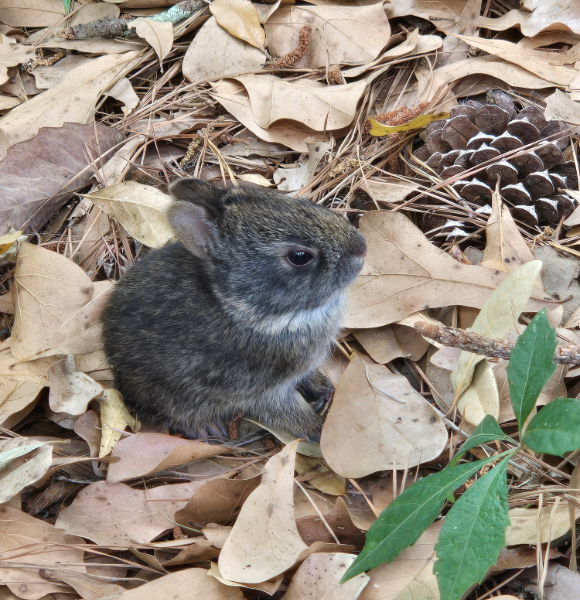 a baby bunny