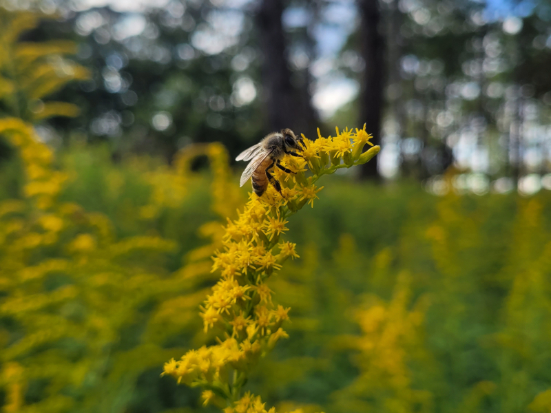 a honey bee on a golden rod flower