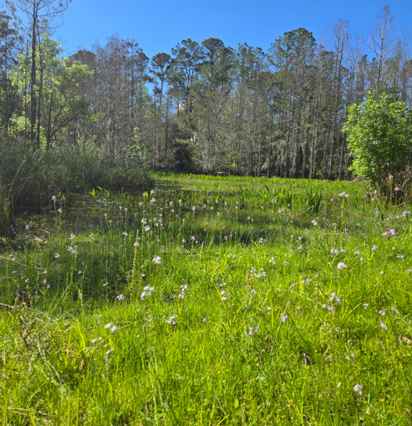 flowers blooming in a swampy area
