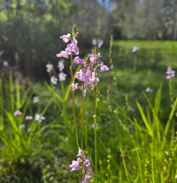pink flowers in a swamp