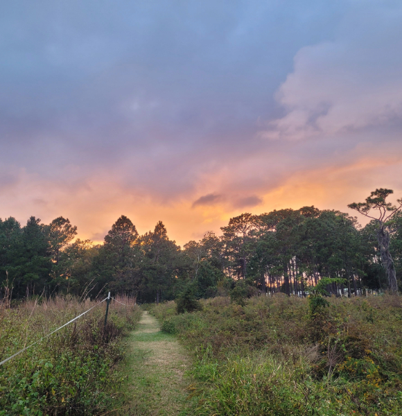 a sunset over a field