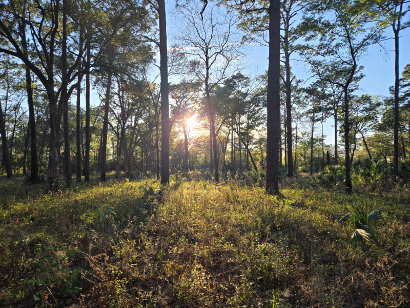 the sun setting through the trees