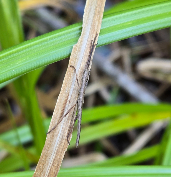 a juvenile two-striped walking stick on a branch