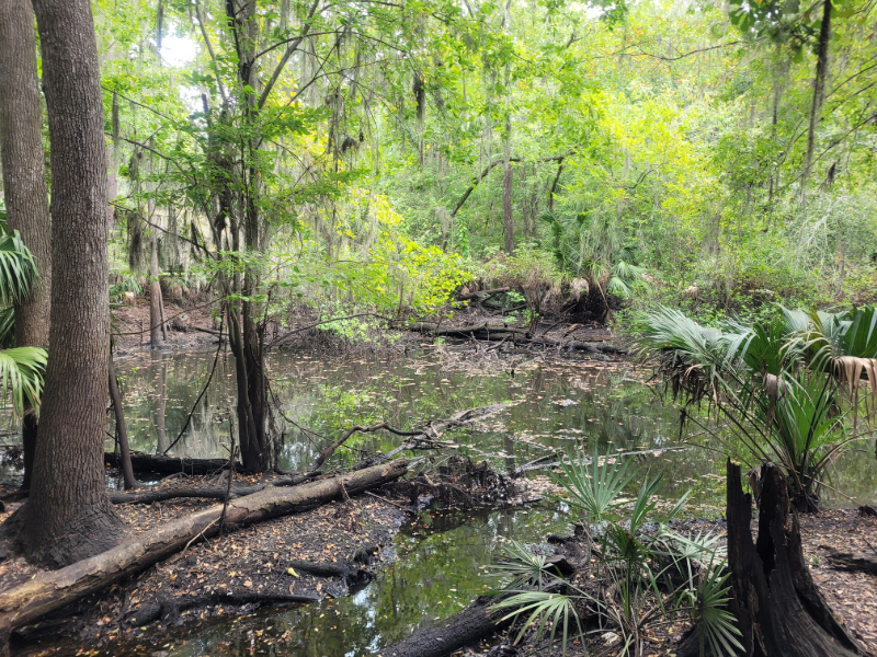the bottom of a large sinkhole filled with water