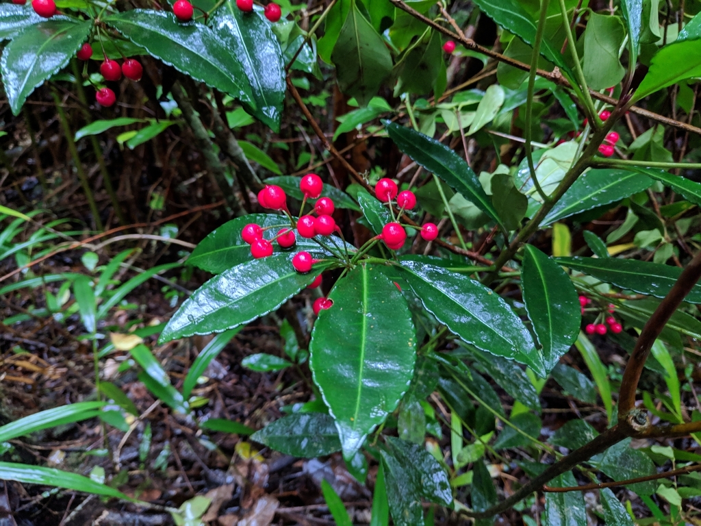 a coral ardisia leaf with bright red berries