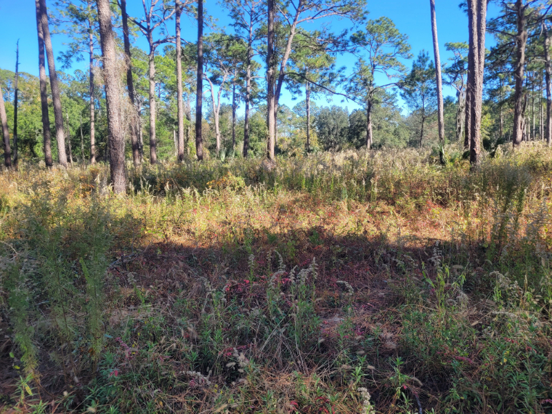 fall in an upland pine forest