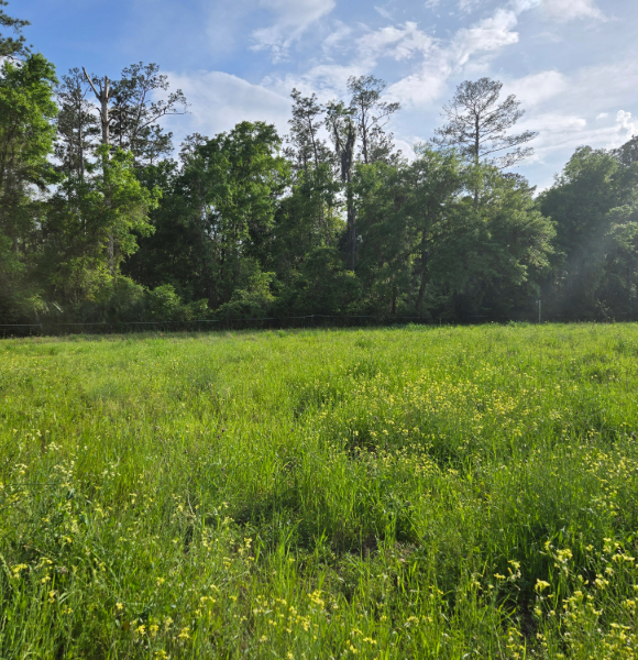a meadow in the spring