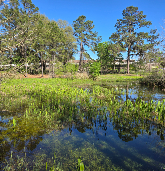 a wetland swamp