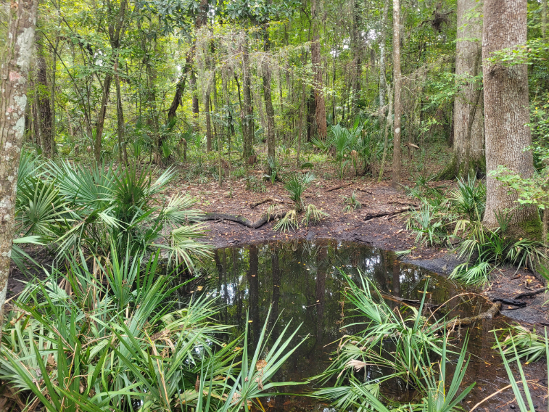 a small sinkhole filled with water