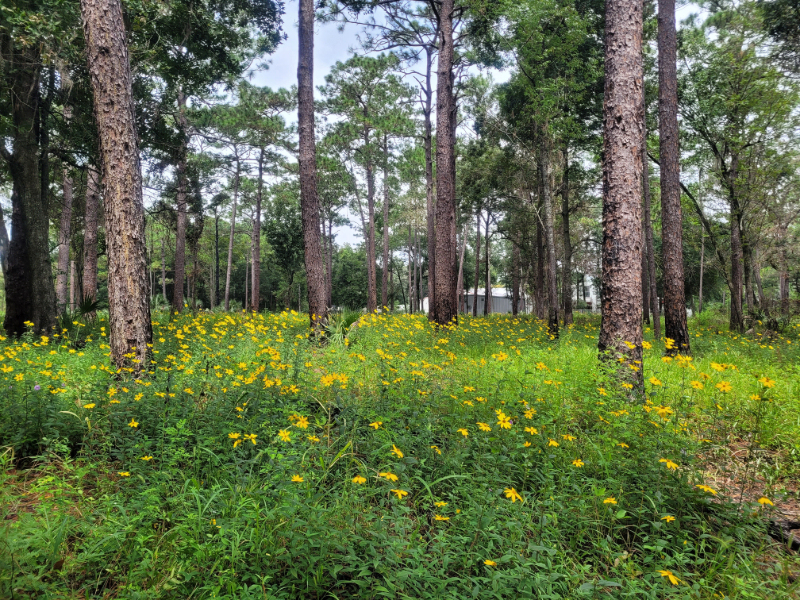 flowers blooming in an upland pine forest