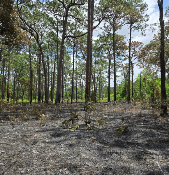 recently burned upland pine habitat