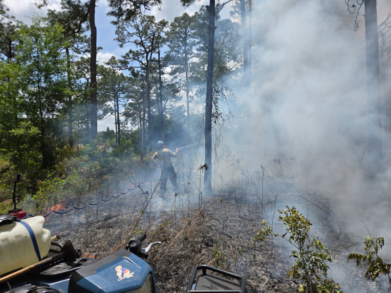 A man using a hose to spray down a dead tree during a prescribed burn