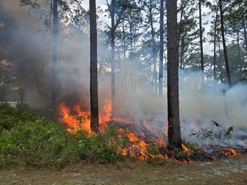 prescribed fire in a forest