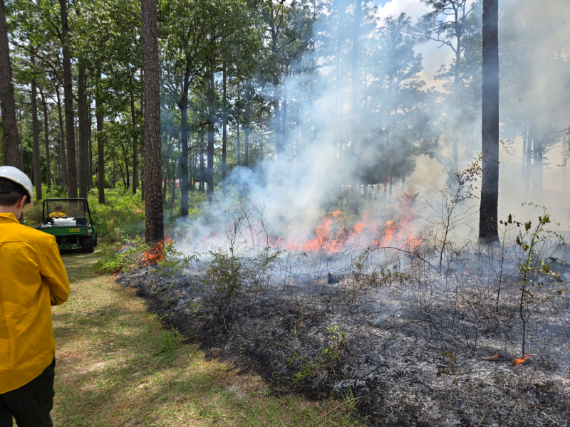 prescribed fire in a forest
