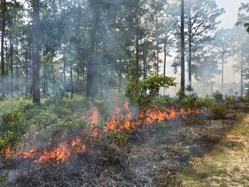 prescribed fire in a forest