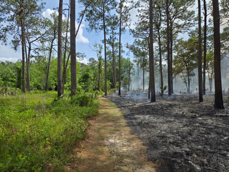 a path through the woods with one side recently burned by fire