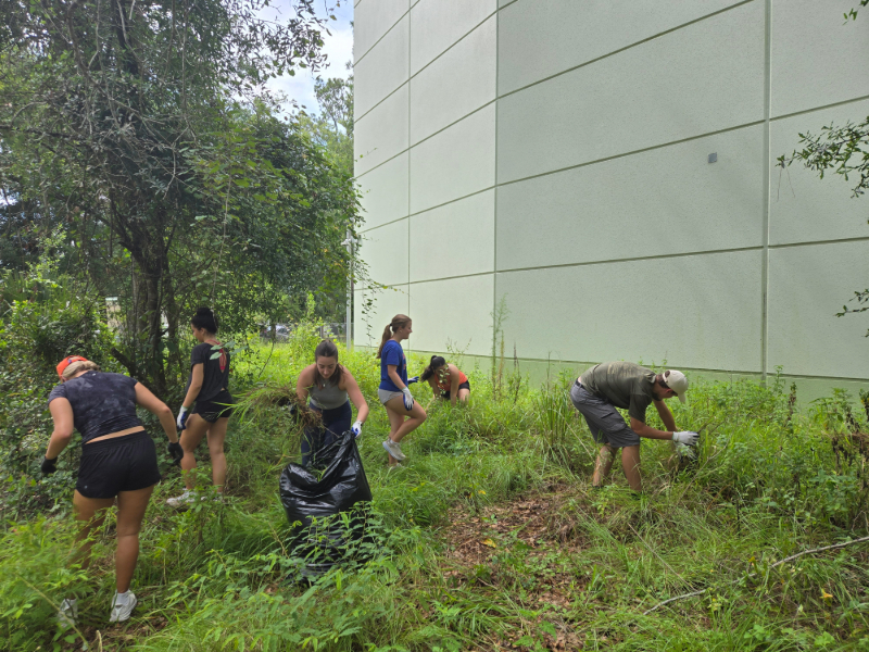 students pulling invasive grasses